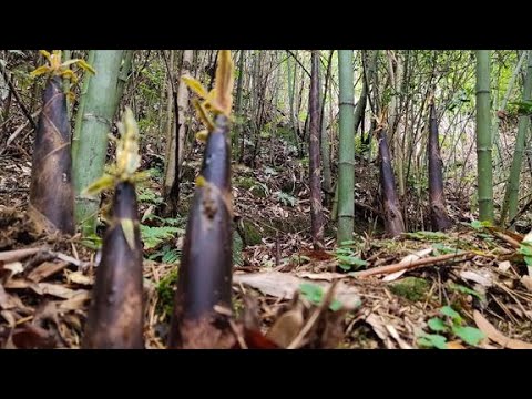 山上鮮嫩的麻竹筍太多了,拔完整座山上的筍都不覺得累,過癮了